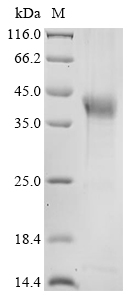 Mouse Haptoglobin Protein
