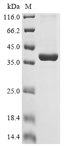 Mouse C1QTNF12 Protein