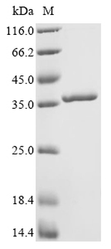 Enterobacteria phage T4 Single-stranded DNA-binding Protein
