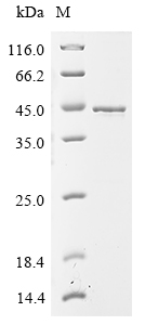 tdcD Protein