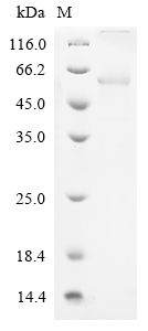 Human FAM124B Protein