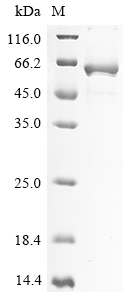 Human OASL Protein