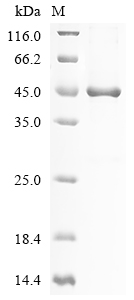 MSTN Protein
