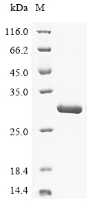 GH1 Protein