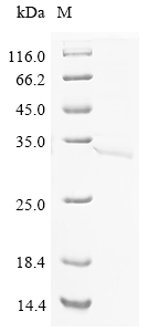 vsdF Protein