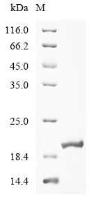 Human MYH7 Protein
