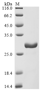 Oncorhynchus mykiss Interleukin-10 Protein