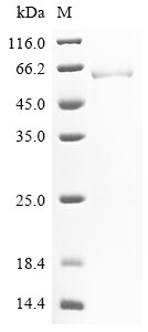 Rat Aldh2 Protein