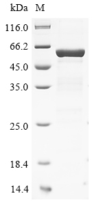 Human PPP2R2B Protein