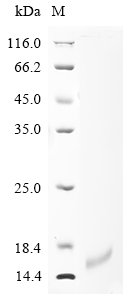 Dendroaspis polylepis polylepis Kunitz-type serine protease inhibitor dendrotoxin E Protein