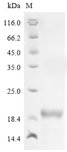 Dendroaspis angusticeps Dendrotoxin B Protein
