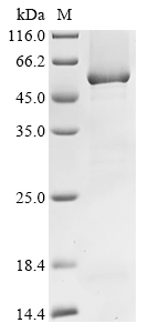 gltS Protein