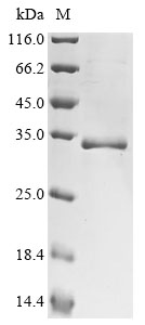 Human FGF22 Protein