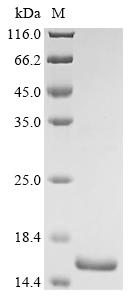 esaB Protein
