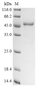 esaA Protein