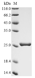 esxC Protein
