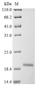 esxB Protein