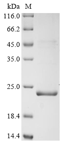 P/V Protein
