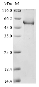 Rat C1rl Protein