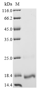 Human CCDC88A Protein