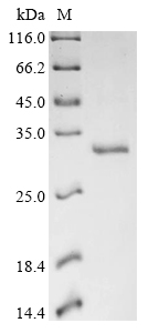 TSLP Protein