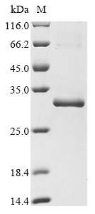 Rabbit TSLP Protein