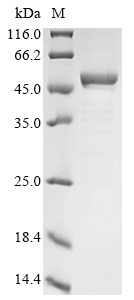 gabT Protein