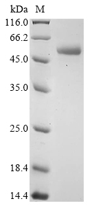 Bovine ENO3 Protein