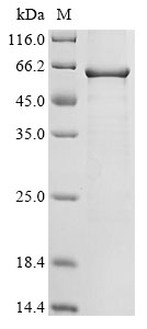 AAV2gp07 Protein