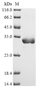 fabI Protein