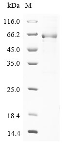 Human SERPINB7 Protein