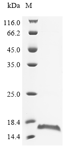 FGB Protein