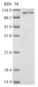 Gnathostoma spinigerum Matrix metalloproteinase-like Protein