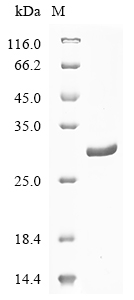 PAI-1 Protein