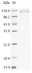 Mouse Eef2 Protein