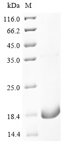 Human SLC1A3 Protein