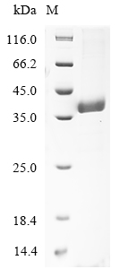 mrkD Protein