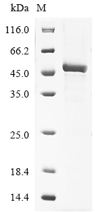 Human CYP3A43 Protein