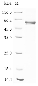 Mouse Cyp3a16 Protein