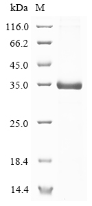 Human EGFL8 Protein