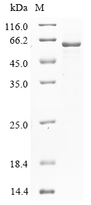 Mouse Cyp3a25 Protein