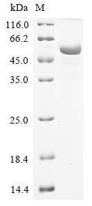 Mouse Atp1a1 Protein
