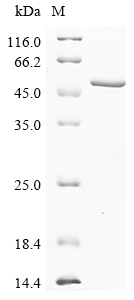 Xenopus mmp21 Protein