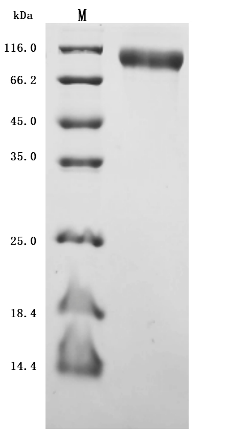 Human MAPT Protein