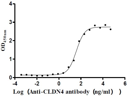 Human CLDN4-VLPs Protein