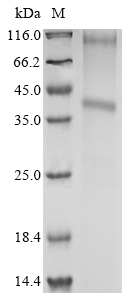 Human TMEM72 Protein