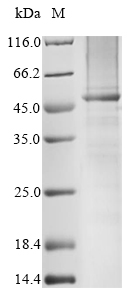 Human FCGR1A Protein