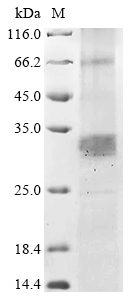 yccG Protein