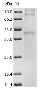 Mouse Cmklr1 Protein