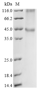 Human SMPD2 Protein